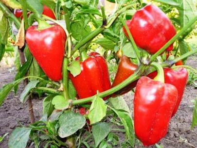 Hogyan lehet javítani a hozamot a paprika