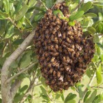 Hogyan lehet elkapni egy méhraj, méhes (roevnya saját kezét) Hogyan lehet elkapni egy méhraj, méhes