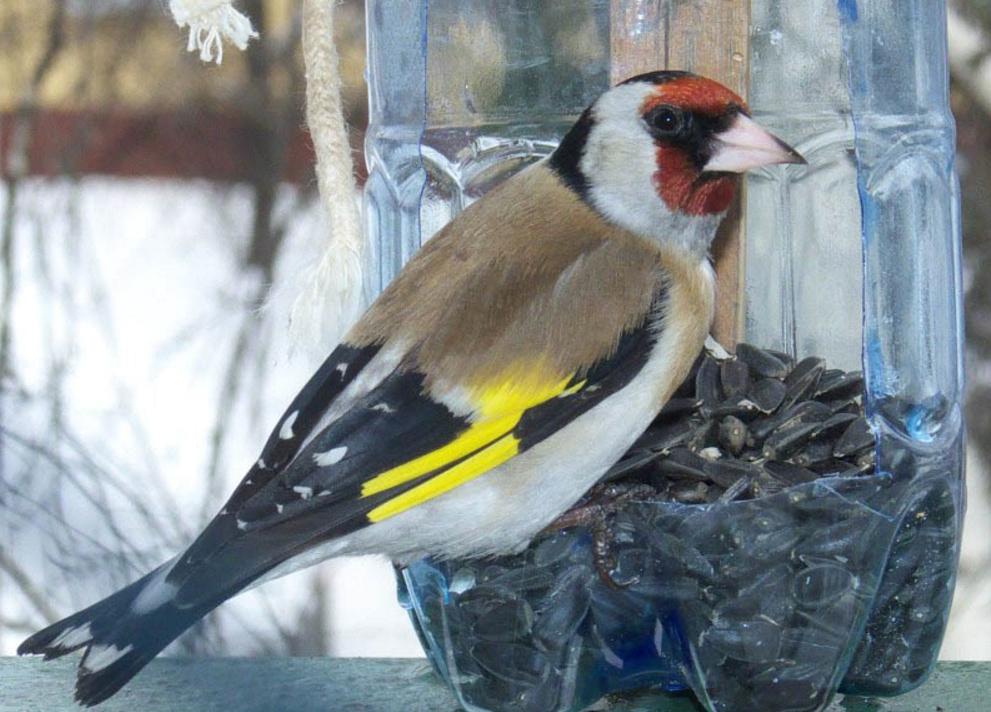 Hogyan táplálja a goldfinches, mi madarak (goldfinches) Hogyan táplálja a goldfinches, mi madarak