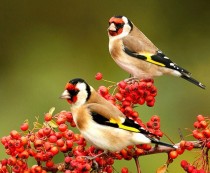 Hogyan táplálja a goldfinches, mi madarak (goldfinches) Hogyan táplálja a goldfinches, mi madarak