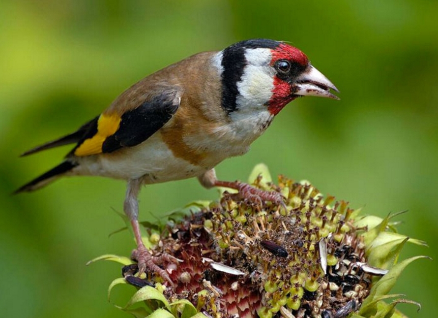 Hogyan táplálja a goldfinches, mi madarak (goldfinches) Hogyan táplálja a goldfinches, mi madarak
