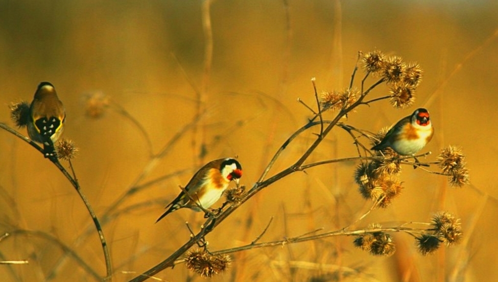 Hogyan táplálja a goldfinches, mi madarak (feed) Hogyan táplálja a goldfinches, mi madarak