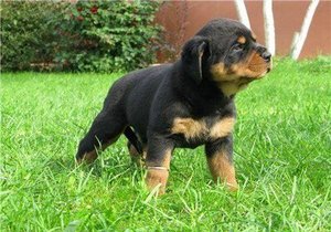 Hogyan válasszuk ki a kölyök rottweiler (kiválasztás) Hogyan válasszuk ki a kölyök rottweiler