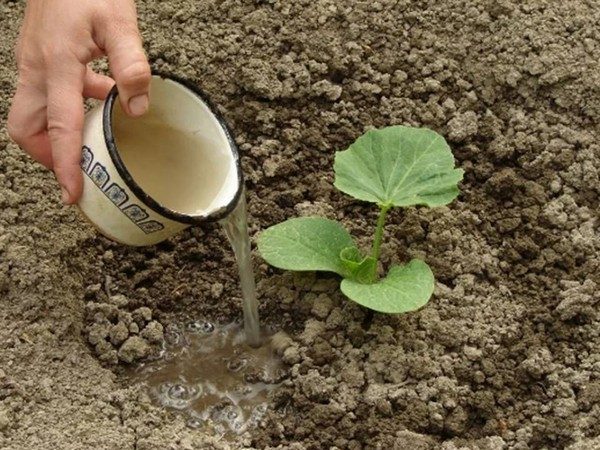Hogyan törődik a cukkini (ellátás) Hogyan törődik a cukkini
