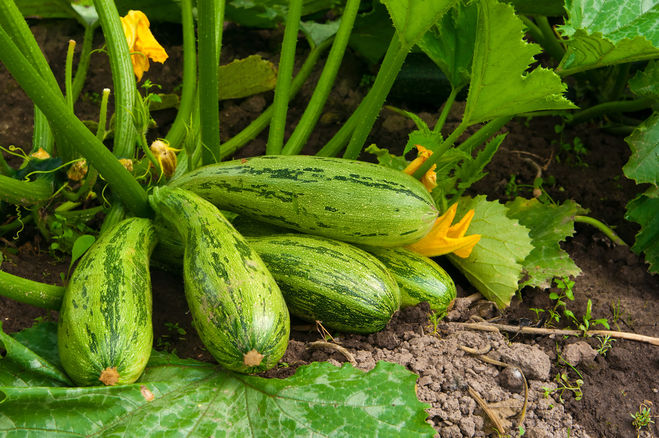 Hogyan törődik squash, hogy kap egy jó termés