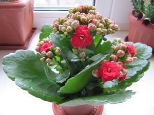 Hogyan törődik Kalanchoe Calandiva amelyet gyógyászati tulajdonságokkal (it) Hogyan törődik Kalanchoe Calandiva amelyet gyógyászati tulajdonságokkal