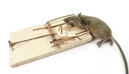 Hogyan lehet megjeleníteni a patkány ki a ház vagy lakás, gyorsan és hatékonyan könnyű dolog