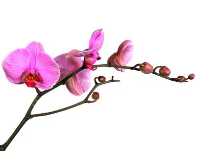 Amikor a repot orchideák és hogyan kell csinálni