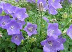 Bells amikor koca (koca) Bells, ha kell vetni