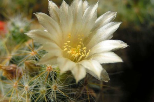 Cserepes kaktuszok - hogyan lehet egy virág, hogyan kell gondoskodni a kaktuszok otthon
