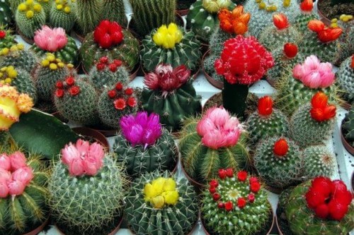 Cserepes kaktusz - ellátás és virágzás otthon, domsadovnika