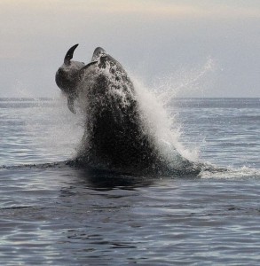 killerwhale koncepció blog Alekseya Kuzmina (fogalom) killerwhale koncepció blog Alekseya Kuzmina