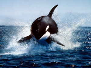killerwhale koncepció blog Alekseya Kuzmina (előrejelzés) killerwhale koncepció blog Alekseya Kuzmina