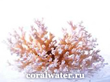 Coral víz, független forgalmazó korall klub (korall) Coral víz, független forgalmazó korall klub