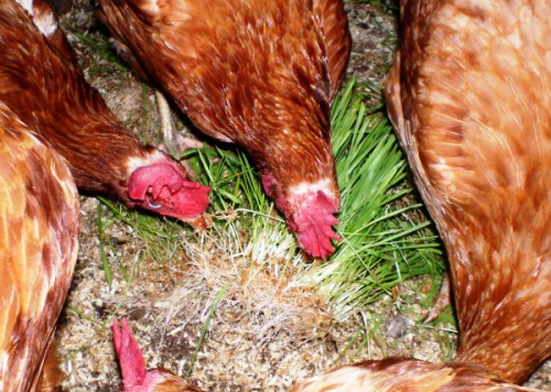 Etetés tojótyúkok domshnih feltételek étrend, mit kell tenni a téli