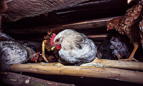 Etetés tojótyúkok domshnih feltételek étrend, mit kell tenni a téli
