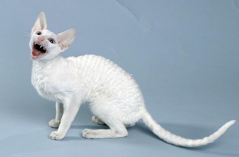 Cornish Rex - Melyek a macskák Astrakhan prém (Cornish Rex) Cornish Rex - Melyek a macskák Astrakhan szőrme