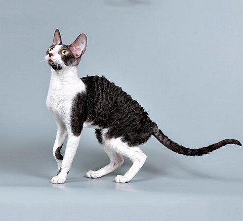 Cornish Rex - Melyek a macskák Astrakhan prém (Cornish) Cornish Rex - Melyek a macskák Astrakhan szőrme