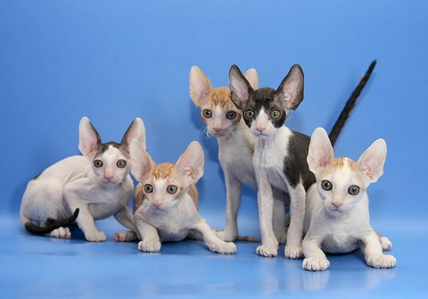 Cornish Rex - Melyek a macskák Astrakhan prém (Rex) Cornish Rex - Melyek a macskák Astrakhan szőrme