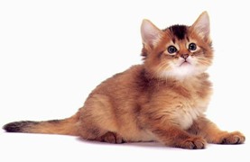 Kitten a házban (az alkalmazkodás a cica) Kitten a házban