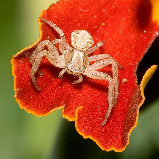 Gyönyörű képek a pókok (web) Gyönyörű fotók a pókok
