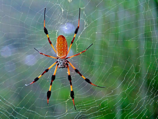 Gyönyörű fotók a pókok