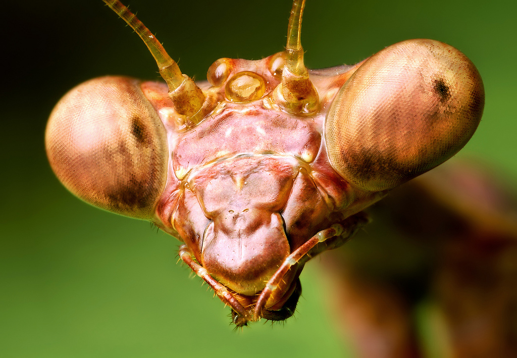 Gyönyörű makró rovarok és pókok, Thomas Shahan - a csodálatos világ az állatok