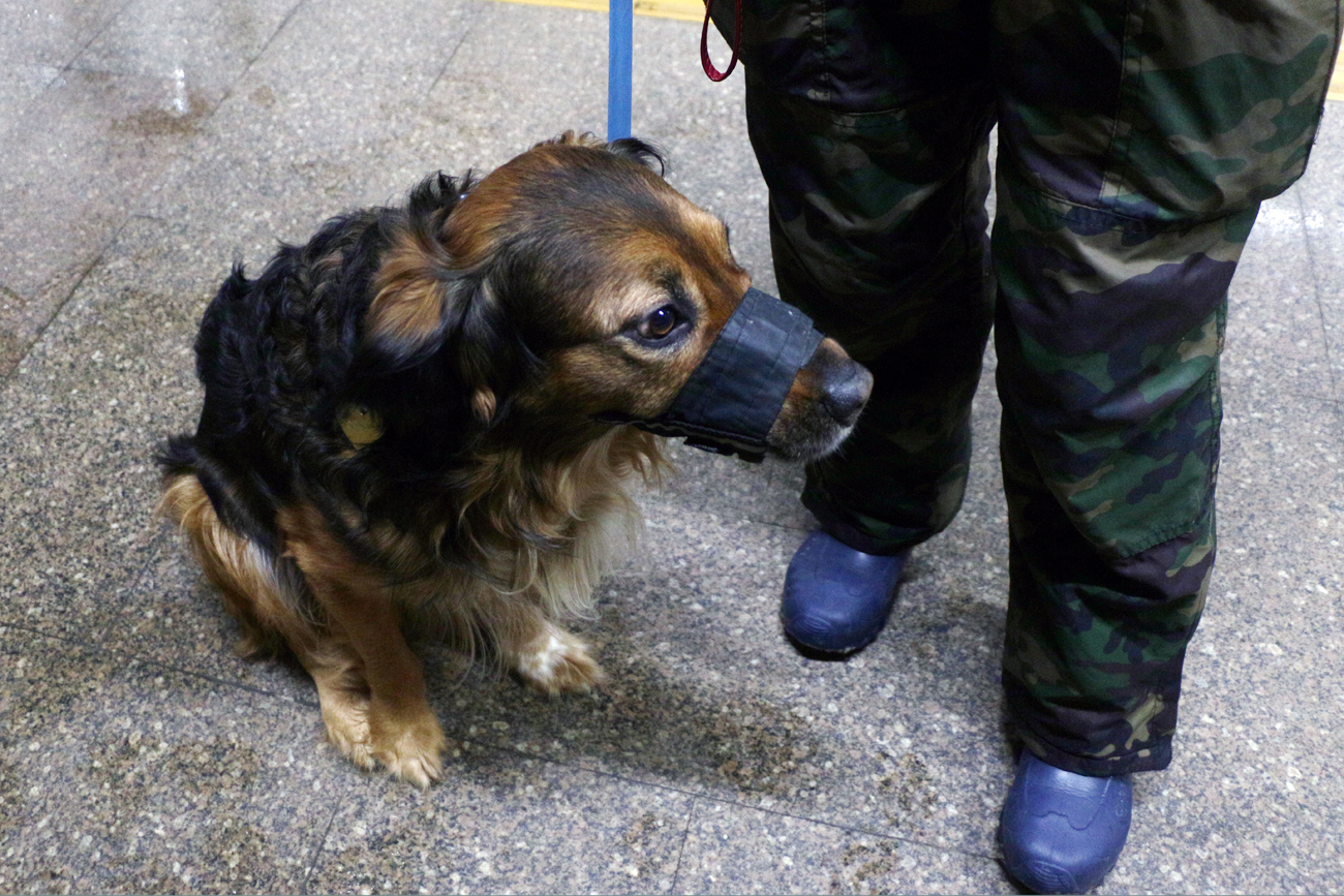 Amennyiben Kazan engedélyezettek a háziállatok nagy kutya teszteli a metró, taxi, kávézó és hotel