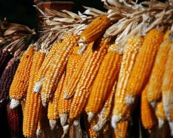 Kukorica siló termés, kukorica hozamok, az előgyártmány