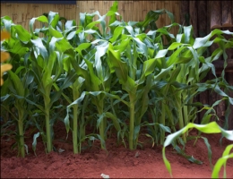 Kukorica siló termés, kukorica hozamok, az előgyártmány