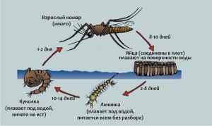 A szúnyoglárva és étkezési szokások, a fejlesztés és az életciklus (energia) A szúnyoglárva és étkezési szokások, a fejlesztés és az életciklus