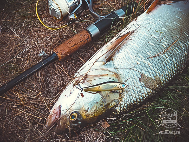 Elkapta a asp tavasz titkok tapasztalt horgászok