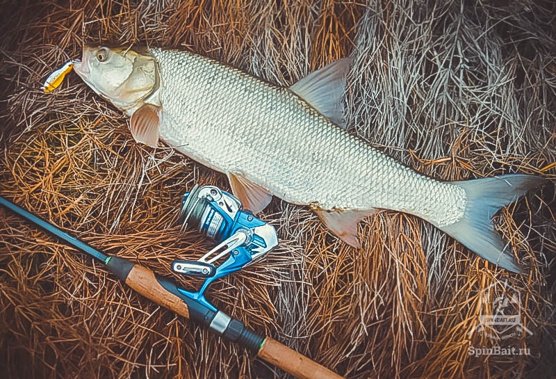 Elkapta a asp tavasz titkok tapasztalt horgászok