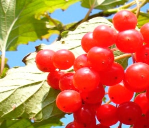 Arcmaszk Viburnum