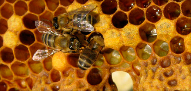 Méhpempő annyi, mint (a granulátumok, tabletták, natív és méz) és hasznos tulajdonságokkal