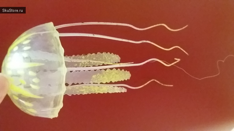 medúza akvárium