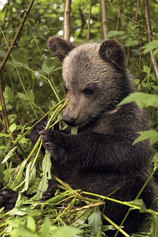 Orphan medvebocsot hogyan mentette medvék biológiai állomás tiszta erdő