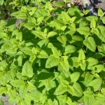 Melissa officinalis használt, és milyen betegségek (citromfű) Melissa officinalis használt, és milyen betegségek