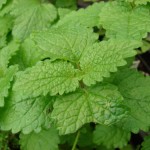 Melissa officinalis használt, és milyen betegségek (Melissa szükséges, hogy sört főzött) Melissa officinalis használt, és milyen betegségek