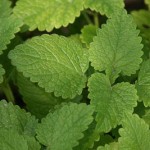 Melissa officinalis használt, és milyen betegségek (citromfű) Melissa officinalis használt, és milyen betegségek