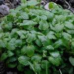 Melissa officinalis használt, és milyen betegségek (Melissa szükséges, hogy sört főzött) Melissa officinalis használt, és milyen betegségek