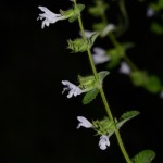 Melissa officinalis használt, és milyen betegségek (kell, hogy sört főzött) Melissa officinalis használt, és milyen betegségek