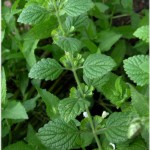 Melissa officinalis használt, és milyen betegségek (Melissa szükséges, hogy sört) Melissa officinalis használt, és milyen betegségek