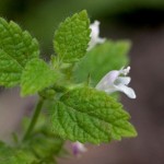 Melissa officinalis használt, és milyen betegségek (Melissa szükséges, hogy sört főzött) Melissa officinalis használt, és milyen betegségek