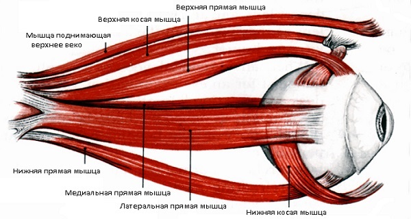 Az izmok a szem - a szerkezet és a funkció, a diagnózis és a betegség - site - Moszkva Szemészet