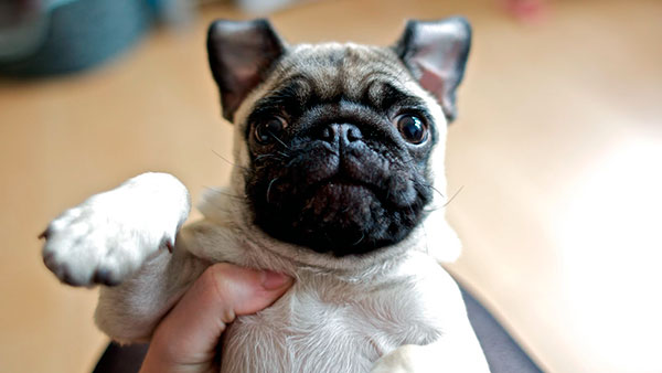Mopsz - fotó, leírás, karakter, ellátás és az oktatás (mopsz) Mopsz - fotó, leírás, karakter, ellátás és oktatás