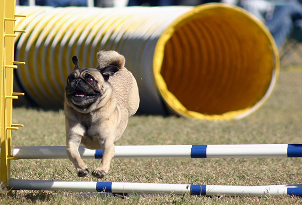 Mopsz - fotó, leírás, karakter, ellátás és az oktatás (képzés) Mopsz - fotó, leírás, karakter, ellátás és oktatás