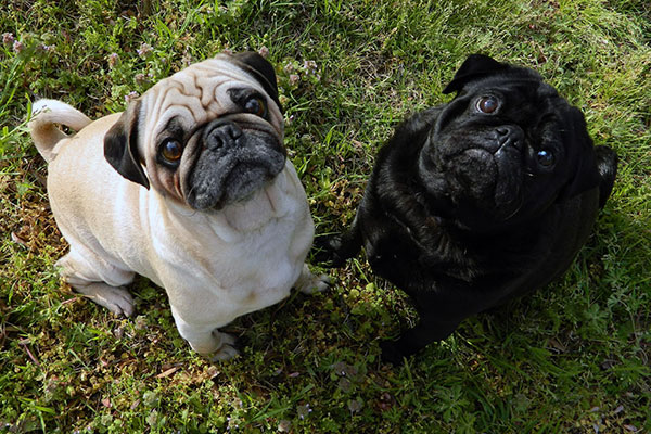 Mopsz - fotó, leírás, karakter, ellátás és az oktatás (mopsz) Mopsz - fotó, leírás, karakter, ellátás és oktatás