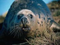 Fur Seal (callorhinus ursinus) Északi Medvefóka, a helyek számát a lakosság körében