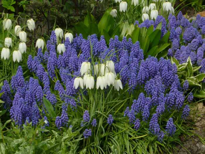 Muscari ültetés és gondozás